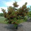 Hot Wings Tatarian Maple Multistem #5 - Image 2